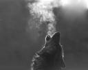 masterwolf